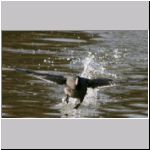 Fulica atra - Blaesshuhn 02.jpg